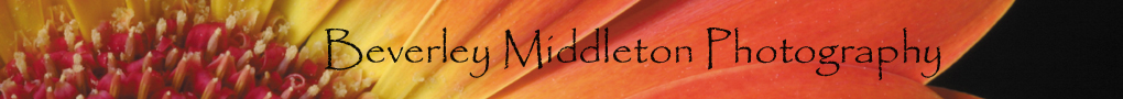 Beverley Middleton Photography